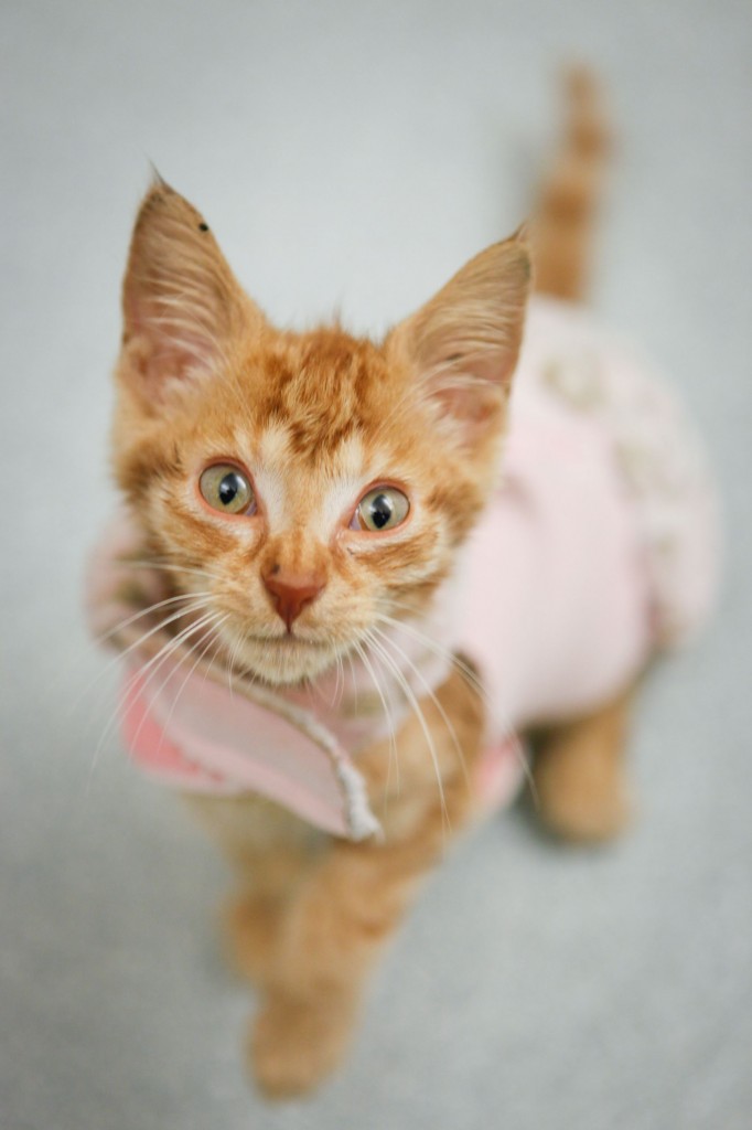 Kitten Care