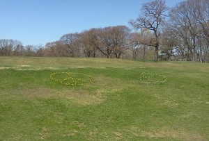 The peace symbol (left) and yin-yang symbol, both composed of flowers, at Jamaica Pond Park on April 26. (Gazette Photo by John Ruch)