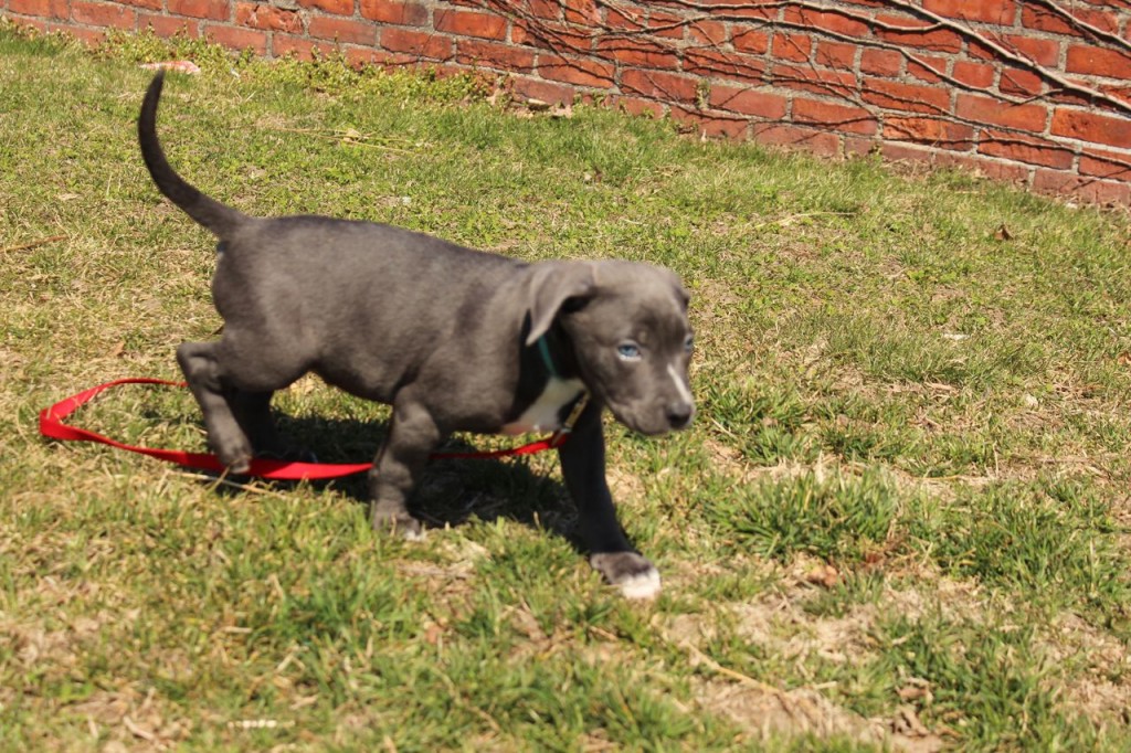 (Courtesy Photo) Oscar the puppy enjoys a walk at the Massachusetts Society for the Prevention of Cruelty to Animals (MSPCA) at 350 S. Huntington Ave. earlier this month after recovering from a broken jaw. The apparently abused 7-week-old puppy was found in a Dumpster in Barnstable. He is now available for adoption. See mspca.org.