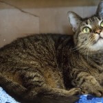 (Courtesy Photo) Precious, a senior cat up for adoption at the MSPCA on S. Huntington Ave.