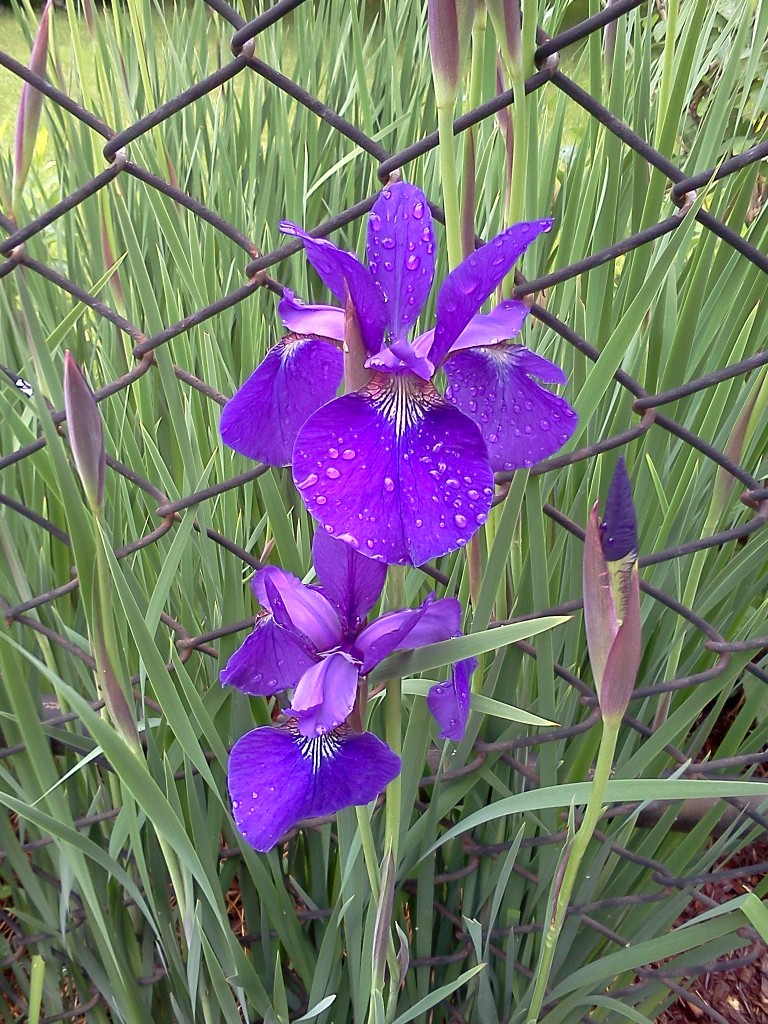 May Flower Jamaica Plain Gazette