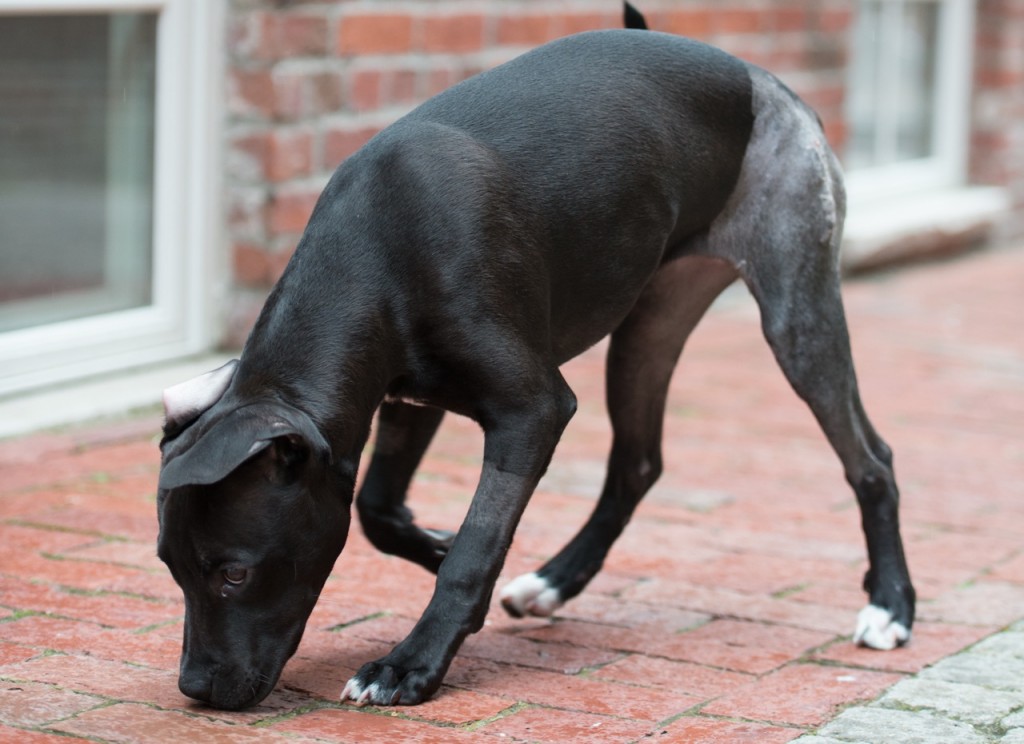 (Courtesy Photo) Luna the puppy is back on her feet after undergoing surgery May 28 at the Angell Animal Medical Center on S. Huntington Avenue to repair her hips and legs, which were shattered when she was hit by a car in Lawrence last month. The 3-and-a-half-month-old pit bull mix pup had gone into the road after being left unattended by her owners, who later agreed to surrender her to the Massachusetts Society for the Prevention of Cruelty to Animals. Luna is now recovering in a foster home following the surgery by Angell’s Dr. Sue Casale.