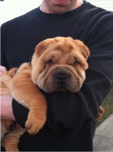 Mugsy, a 6-month-old shar pei puppy from Saugus, was in good shape after surviving a rare flesh-eating bacteria infection last month. Mugsy underwent radical surgery and treatment at JP’s Angell Animal Medical Center at 350 S. Huntington Ave. and beat long odds to survive. (Photo Courtesy MSPCA-Angell)