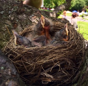 Birds Not Bombs