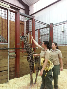Baby Giraffe