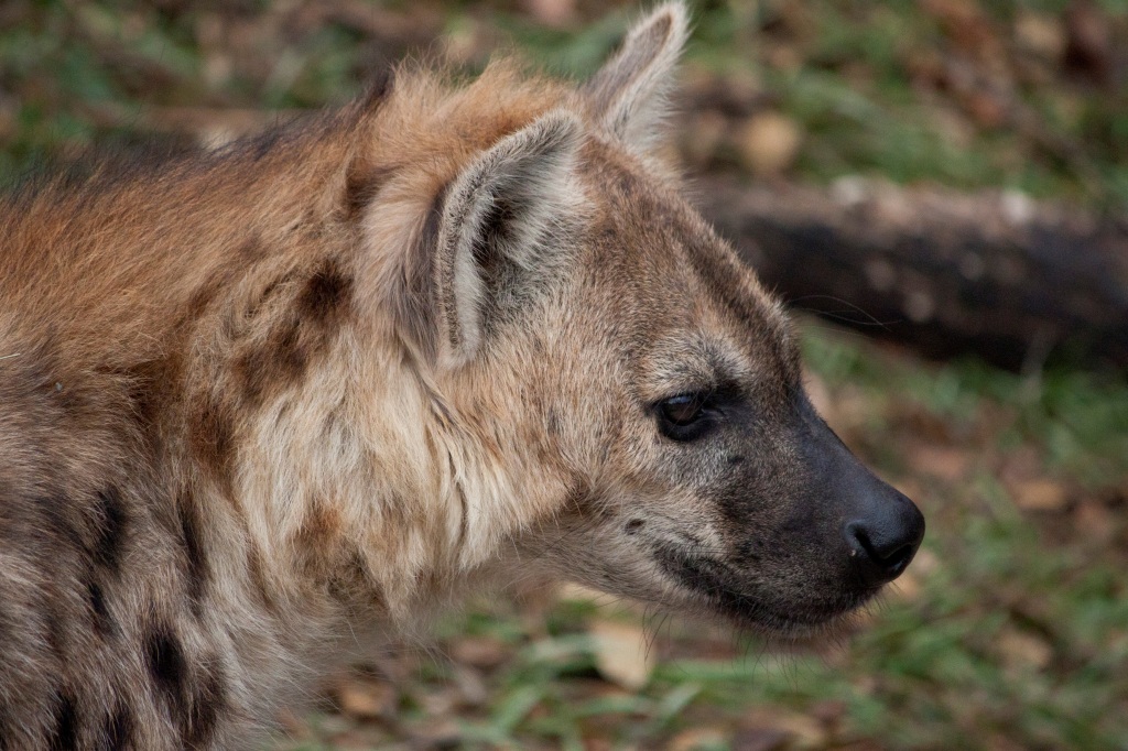 Hyenas come to Franklin Park Zoo | Jamaica Plain Gazette