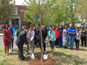 Roslindale Neighbors: JAPANESE CHERRY TREE PLANTING